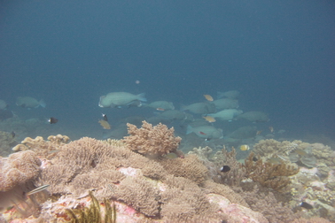 Diving the Forgotten Islands encounter with groups of 50-60 bump head parrot fish. Photo Courtesy: © Stuart Campell for Cruising Indonesia Forgotten_Islands_Cruising_Indonesia