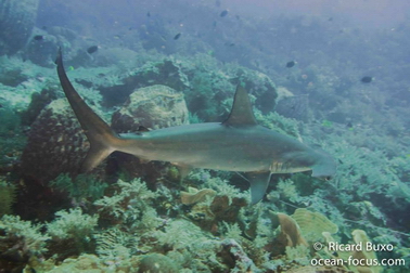 In the Banda Sea are increasingly frequent sightings of large schools of hammersharks, from 40-50 up to groups of 300-400. Photo Courtesy: © Ricard Buxo for Cruising Indonesia Forgotten_Islands_Cruising_Indonesia