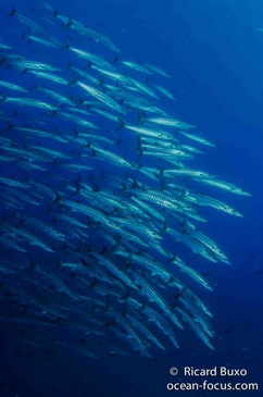 Large schools of barracudas and silvery fish every where diving at The Forgotten Islands. Photo Courtesy: © Ricard Buxo for Cruising Indonesia Forgotten_Islands_Cruising_Indonesia