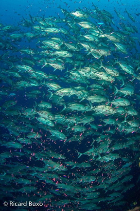 Large schools of trevallies and jacks every where diving at The Forgotten Islands. Photo Courtesy: © Ricard Buxo for Cruising Indonesia Forgotten_Islands_Cruising_Indonesia