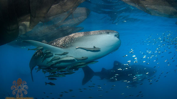 Dive cruises in Triton Bay with Samambaia Liveaboard