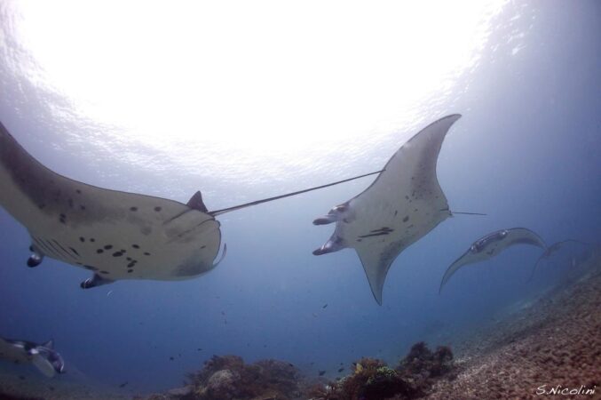 Manta point en Komodo. Foto Cortesia Simone Nicolini