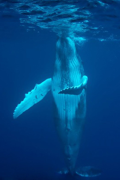 Cocos Island diving with humpback whale cocos-island-humpback-whale
