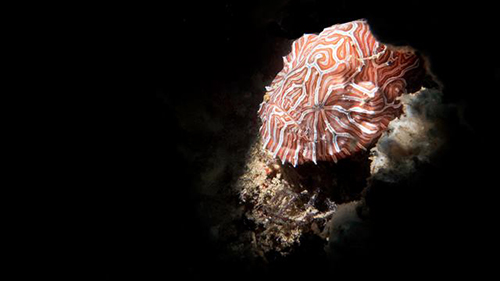 Diving Banda Sea: Psychedelic Frogfish of Ambon cruises for scuba divers in Banda Sea Indonesia