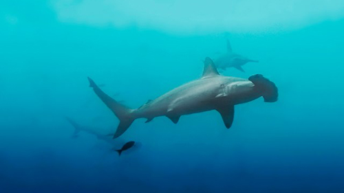 Diving Banda Sea: Hammerhead Sharks cruises for scuba divers in Banda Sea Indonesia