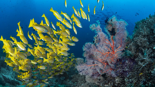 Diving Banda Sea: Juvenil Snapper cruises for scuba divers in Banda Sea Indonesia