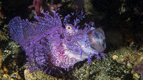 Diving Banda Sea: Purple Rhinopias cruises for scuba divers in Banda Sea Indonesia