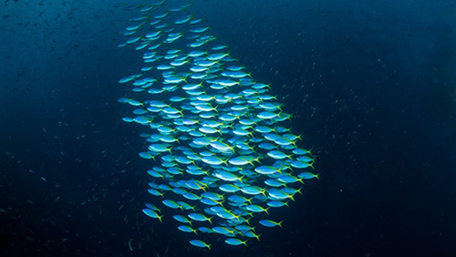 Diving Banda Sea: School of Fusiliera cruises for scuba divers in Banda Sea Indonesia