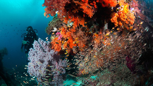 Diving Banda Sea: Healthy Soft Coral cruises for scuba divers in Banda Sea Indonesia