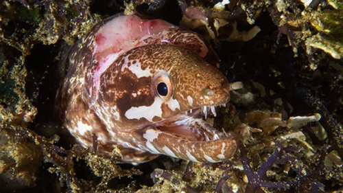 Diving Banda Sea: Moray Eel cruises for scuba divers in Banda Sea Indonesia