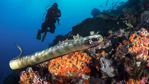 Diving Banda Sea: Sea Snake cruises for scuba divers in Banda Sea Indonesia