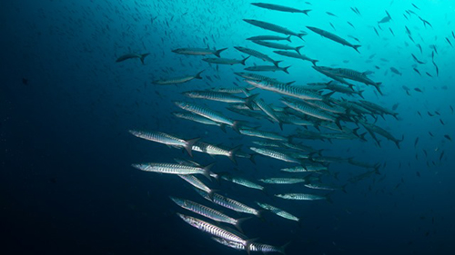 Diving Banda Sea: School of Barracuda cruises for scuba divers in Banda Sea Indonesia