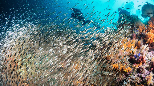 Diving Banda Sea: Soup of Fish cruises for scuba divers in Banda Sea Indonesia