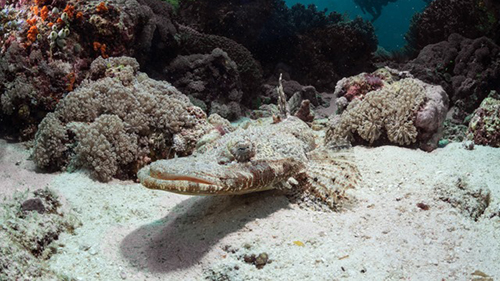 Diving Banda Sea: Crocodile Fish cruises for scuba divers in Banda Sea Indonesia