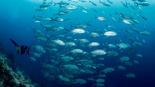 Diving Banda Sea: School of Carangids cruises for scuba divers in Banda Sea Indonesia