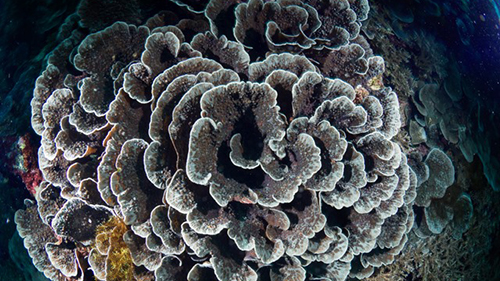 Diving Banda Sea: Healthy Hard Coral cruises for scuba divers in Banda Sea Indonesia