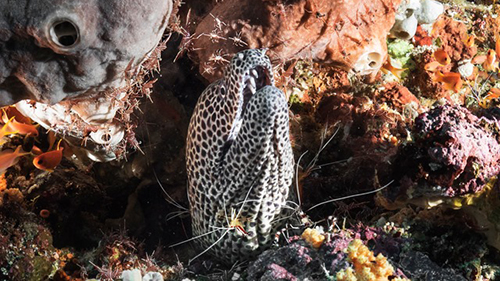 Diving Banda Sea: Leopard Moray Eeel cruises for scuba divers in Banda Sea Indonesia