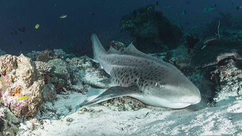 Diving Banda Sea: Walking Shark cruises for scuba divers in Banda Sea Indonesia