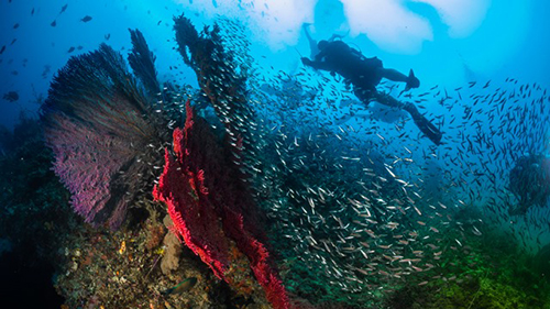 Diving Banda Sea: Sea Fans cruises for scuba divers in Banda Sea Indonesia