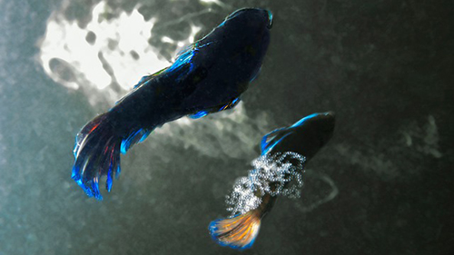 Diving Banda Sea: Mandarin Fish Spawning cruises for scuba divers in Banda Sea Indonesia