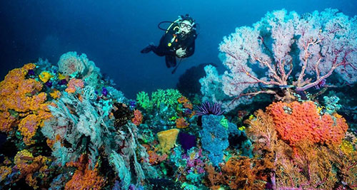 crociere per la subacquea in Komodo Indonesia