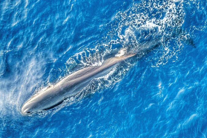 Crociera Subacquea nel Mar di Banda. Copyright © Ambai Liveaboard for Cruising Indonesia