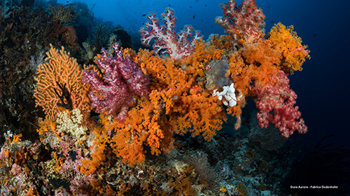 Dune Aurora Lliveaboard en Banda Sea Indonesia aurora_liveaboard_banda_sea