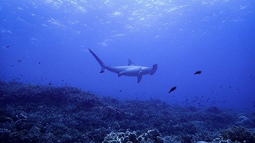 Banda Sea Last Minute Liveaboard Deals cruises for scuba divers in Banda Sea Indonesia