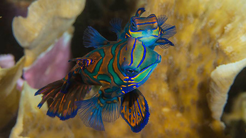 Banda Sea Last Minute Liveaboard Deals cruises for scuba divers in Banda Sea Indonesia