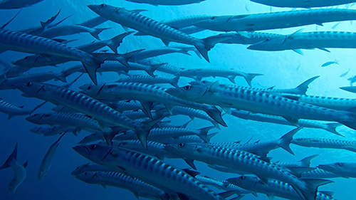 Banda Sea Last Minute Liveaboard Deals cruises for scuba divers in Banda Sea Indonesia