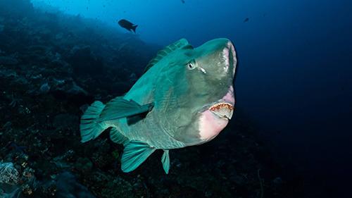 Banda Sea Last Minute Liveaboard Deals cruises for scuba divers in Banda Sea Indonesia