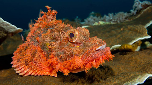 Banda Sea Last Minute Liveaboard Deals cruises for scuba divers in Banda Sea Indonesia