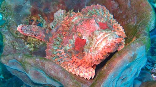 Banda Sea Last Minute Liveaboard Deals cruises for scuba divers in Banda Sea Indonesia