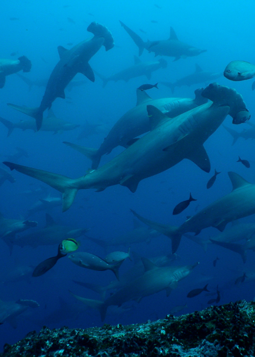 Dive trip deals 2024 Liveaboard diving and snorkeling