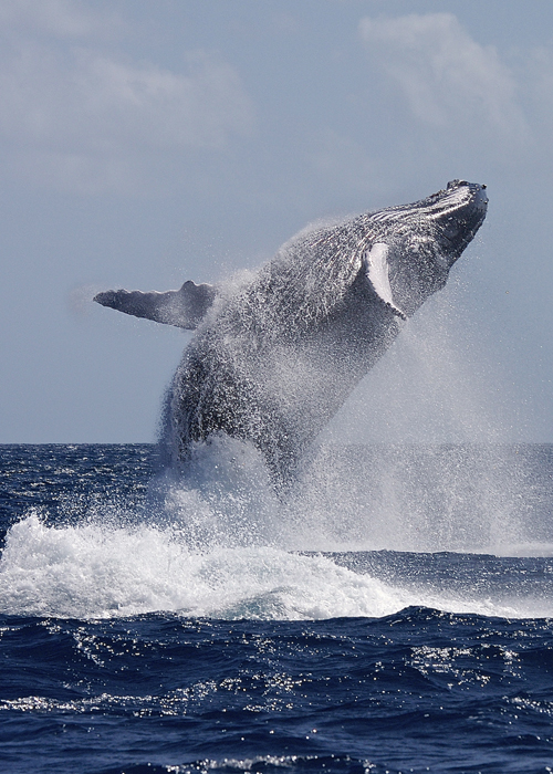 Dive trip deals 2024 Liveaboard diving and snorkeling