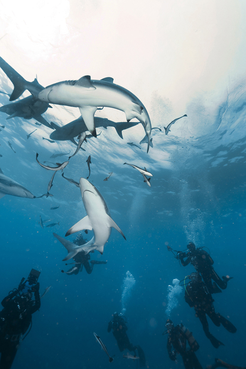 Dive trip deals 2024 Liveaboard diving and snorkeling