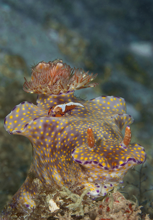 Dive trip deals 2024 Liveaboard diving and snorkeling