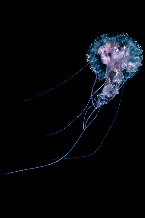 Dive trip deals 2024 Liveaboard diving and snorkeling