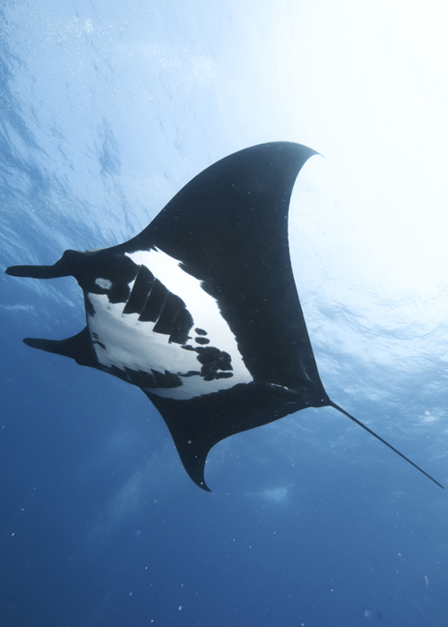 Dive trip deals 2024 Liveaboard diving and snorkeling