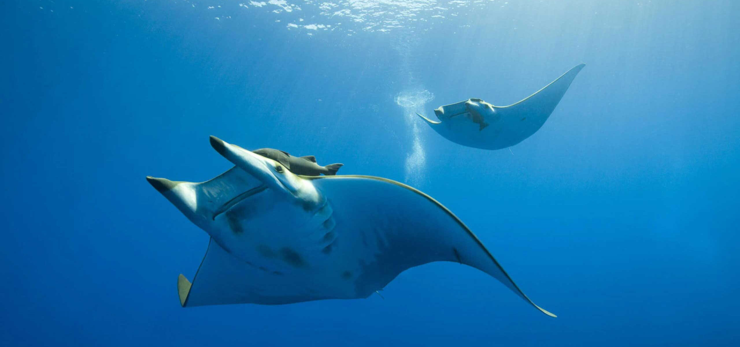 I nostri viaggi sub