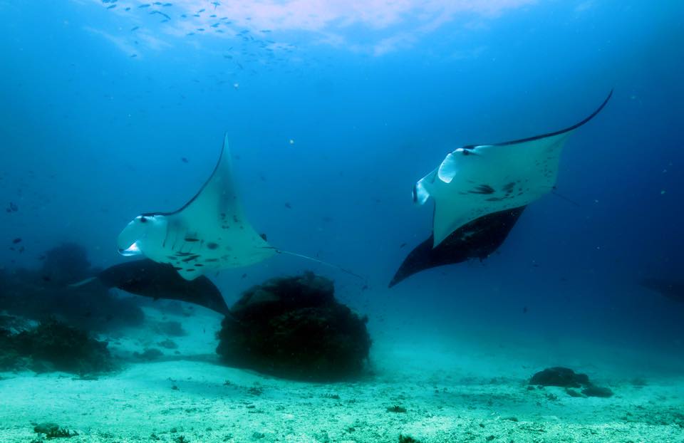 Raja Ampat’s Oceanic mantas