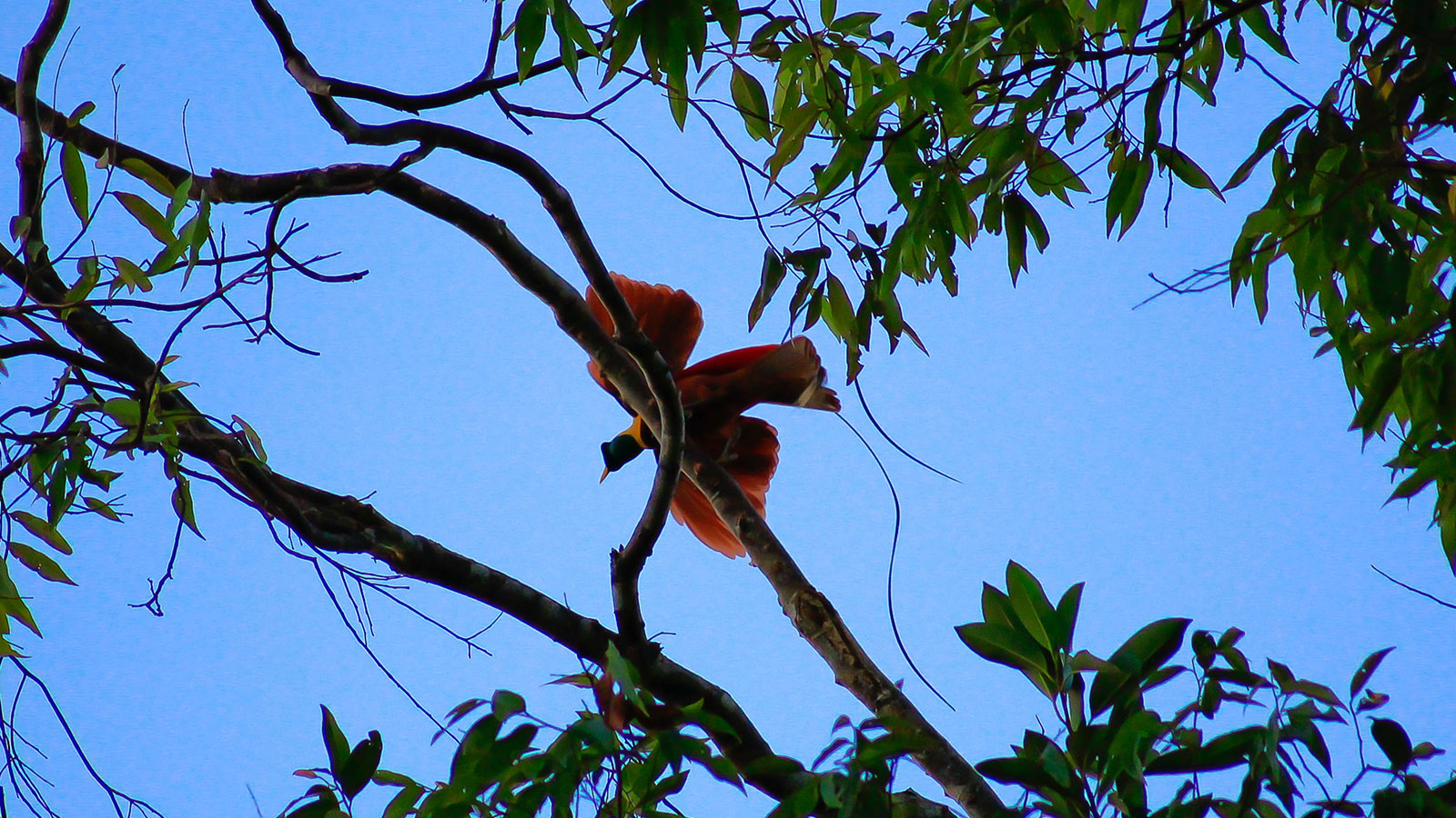 Raja Ampat’s Bird of Paradise