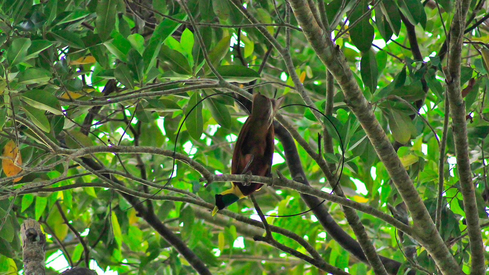 Raja Ampat’s Bird of Paradise