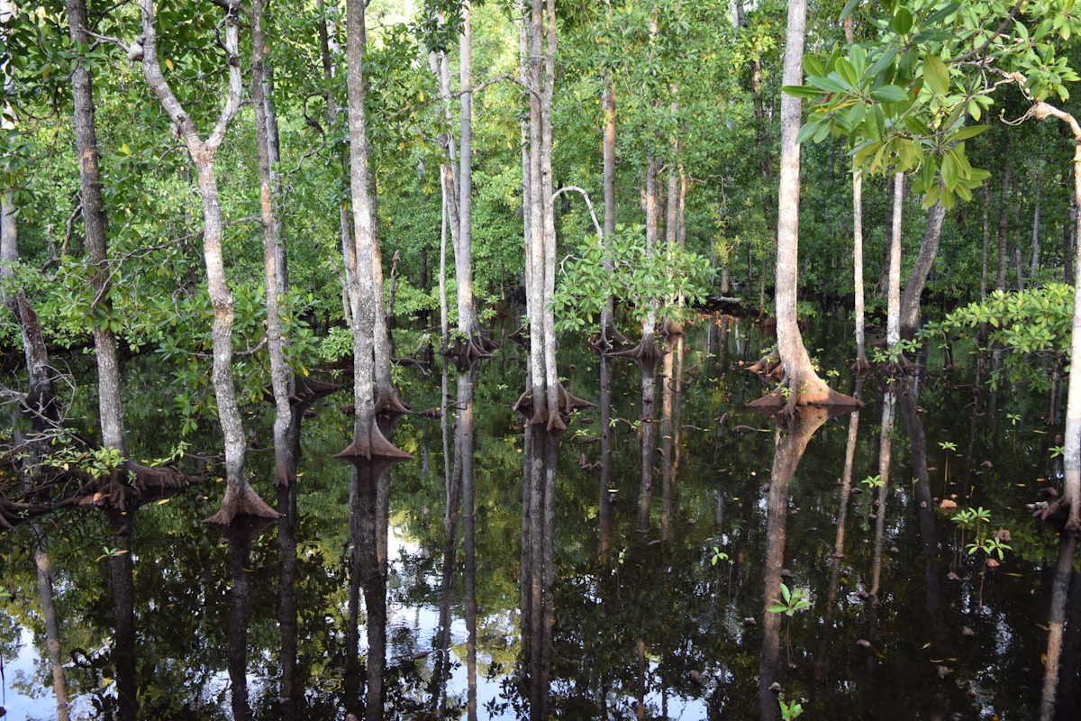 Mangrove forest in Pef Island