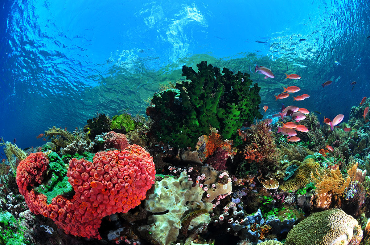 Alor Divers house reef

