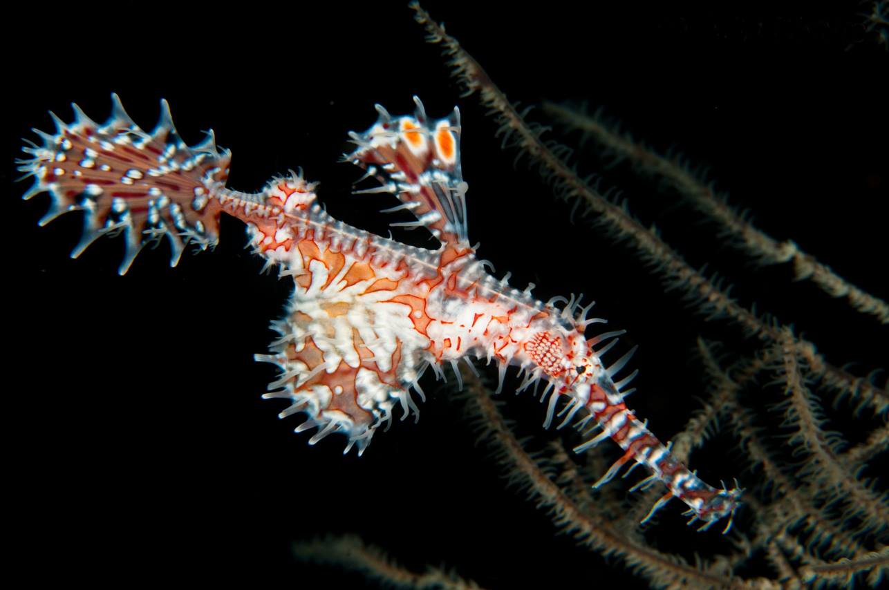 Ornate ghost pipefish - diving at Alor Divers Resort
