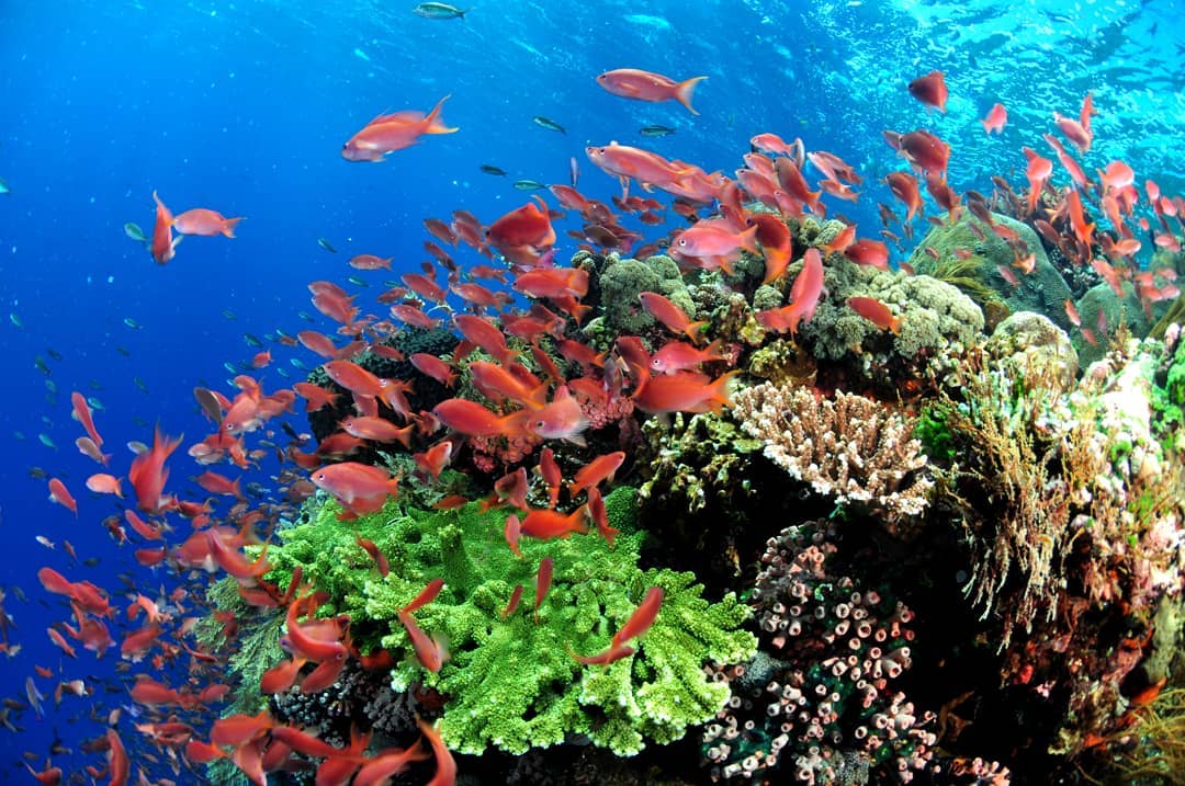 House reef at Alor Divers Resort
