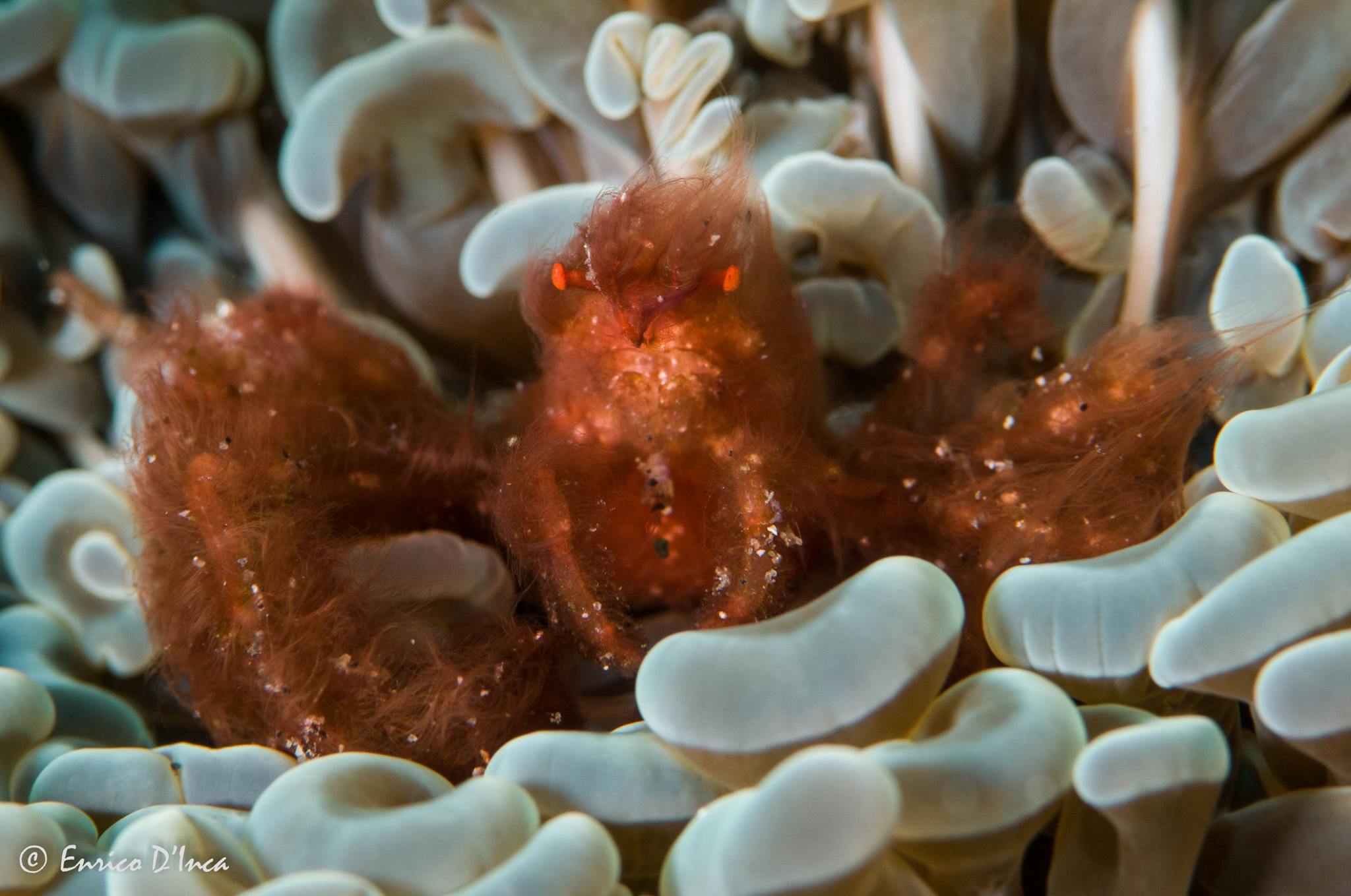 Orangutan crab - diving at Alor Divers Resort
