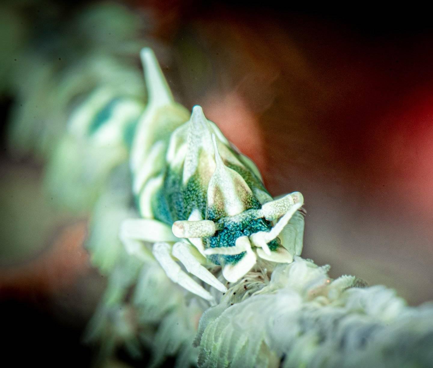 Dragon shrimp - diving at Alor Divers Resort
