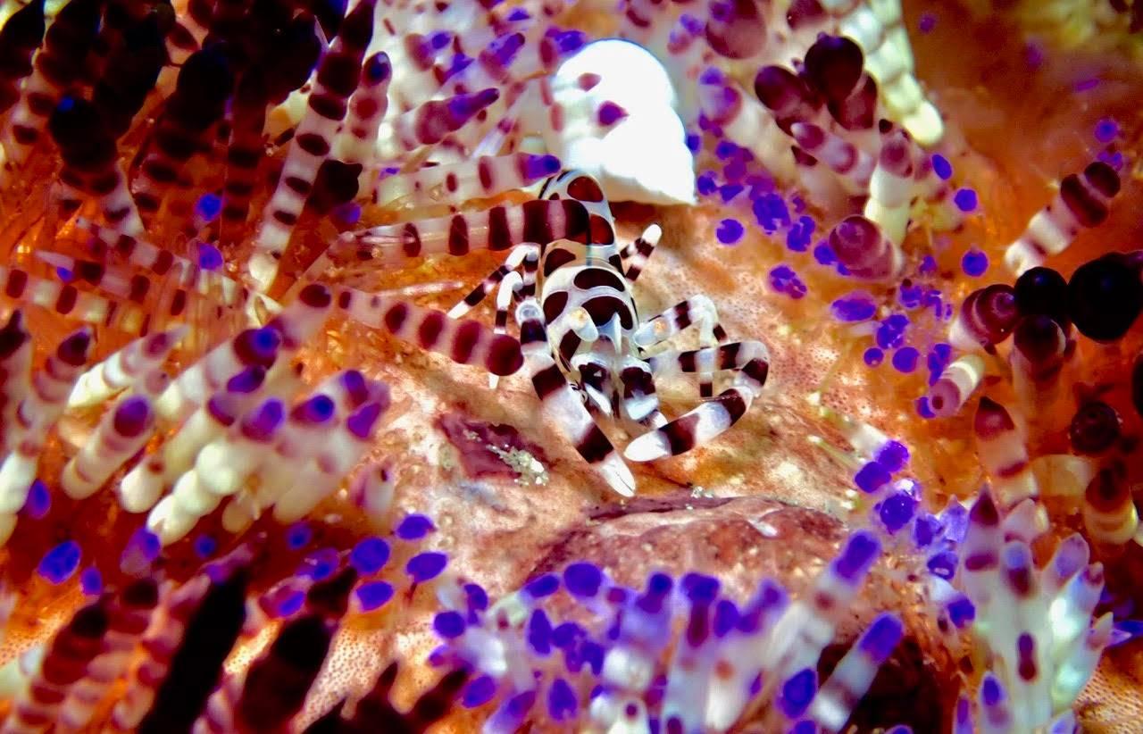 Coleman shrimp - diving at Alor Divers Resort

